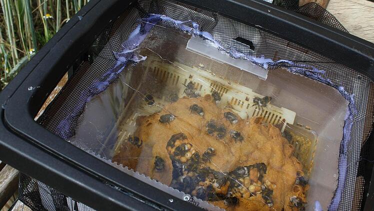 Highlight: Ein aktives Hummelnest von innen.