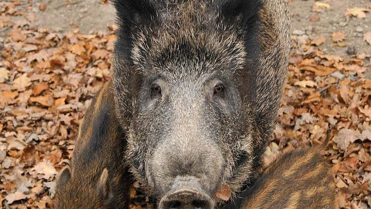 Die Wildschweinplage ist laut Statistik besonders in Oberfranken ein Problem. Foto: Uwe Zucchi/dpa-Archivbild