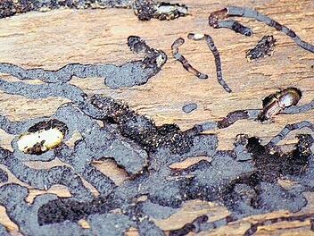 Der Borkenkäfer hat den strengen Winter gut überlebt