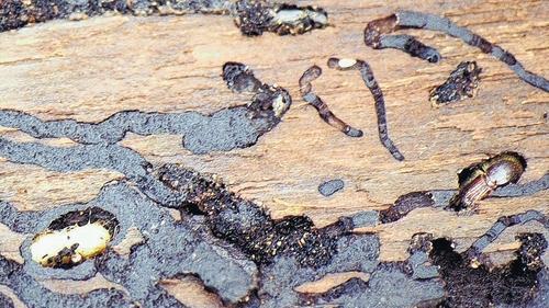 Der Borkenkäfer hat den strengen Winter gut überlebt