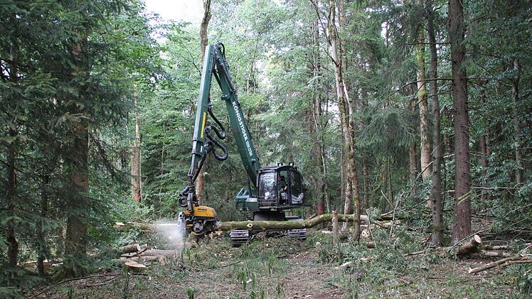 Der Harvester beim S&auml;gen einer infizierten Esche aus dem Wirtschaftswaldbereich. Foto: Johannes Schlereth
