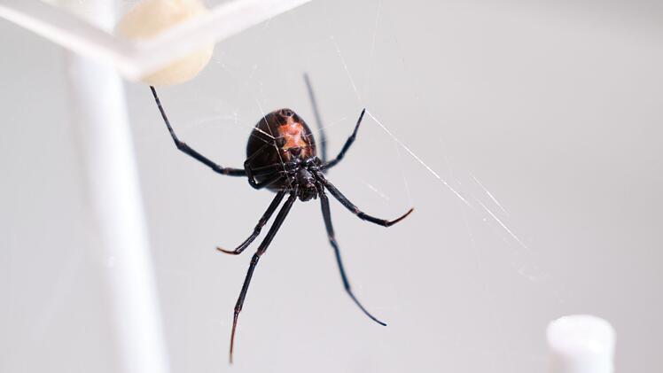 Australische Rotr&uuml;ckenspinne