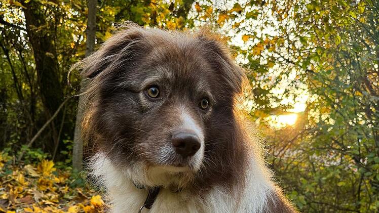 Tierheim Bamberg mit Aufruf für "originell aussehenden Rudi"