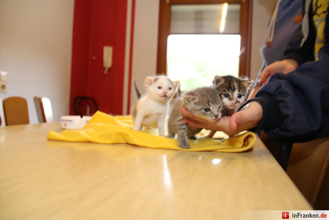 Der  Herbst bringt den Katzenblues in Unterfranken