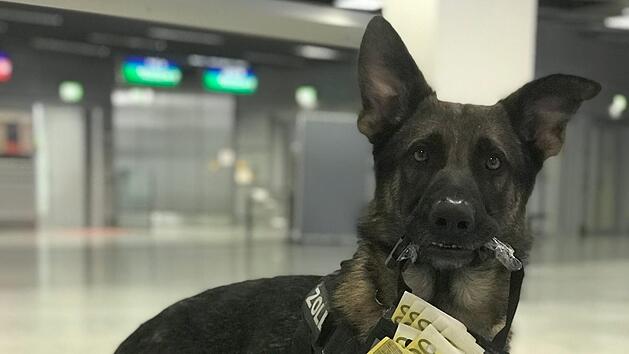 Zollhund "Luke" hat seit seinem Arbeitsantritt im Dezember 2018 bereits 1,2 Millionen Bargeld an Passagieren erschn&uuml;ffelt. Foto: Zoll D&uuml;sseldorf