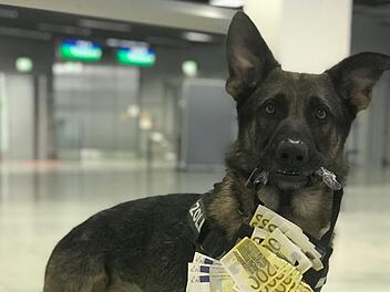 Zollhund "Luke" hat seit seinem Arbeitsantritt im Dezember 2018 bereits 1,2 Millionen Bargeld an Passagieren erschnüffelt. Foto: Zoll Düsseldorf