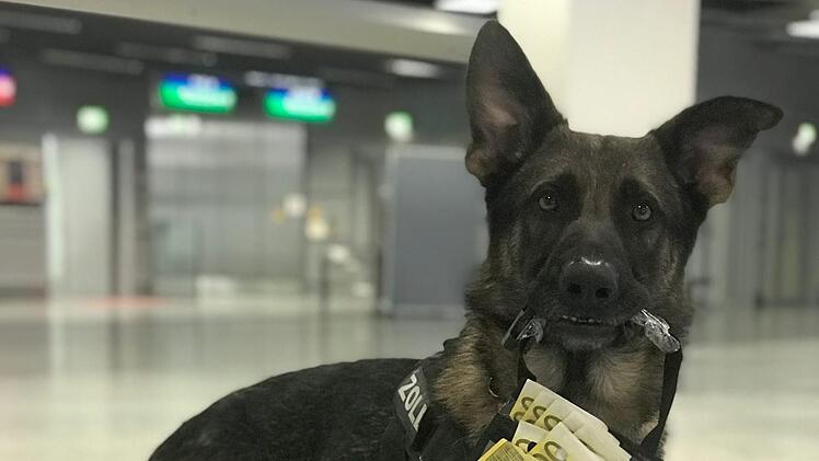 Zollhund "Luke" hat seit seinem Arbeitsantritt im Dezember 2018 bereits 1,2 Millionen Bargeld an Passagieren erschnüffelt. Foto: Zoll Düsseldorf