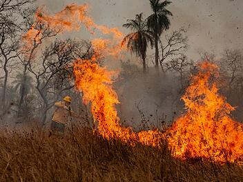 Amazonas verliert in 40 Jahren Fläche größer als Spanien