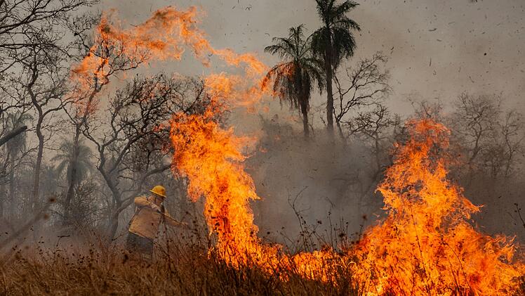 Amazonas verliert in 40 Jahren Fläche größer als Spanien