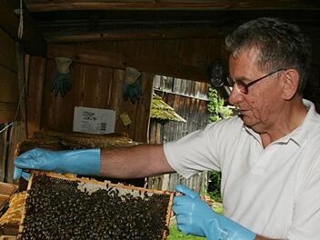 Die Bienenvölker sind wegen der milden Witterung bereits in der Brutphase. Wenn jetzt doch noch ein kalter Winter kommt, könnte das Futter knapp werden, befürchtet der Vorsitzende des Imkervereins Kulmbach, Hermann Lochner. Foto: Sonja Adam