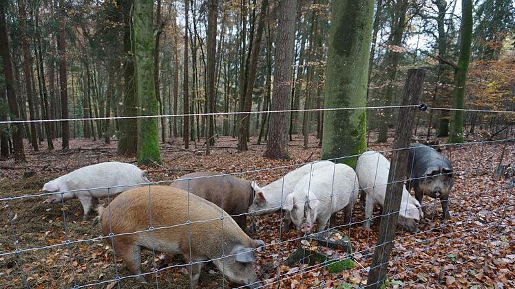Quietschfidel sind die Rupbodener Eichelmastschweine. Foto: Marion Eckert