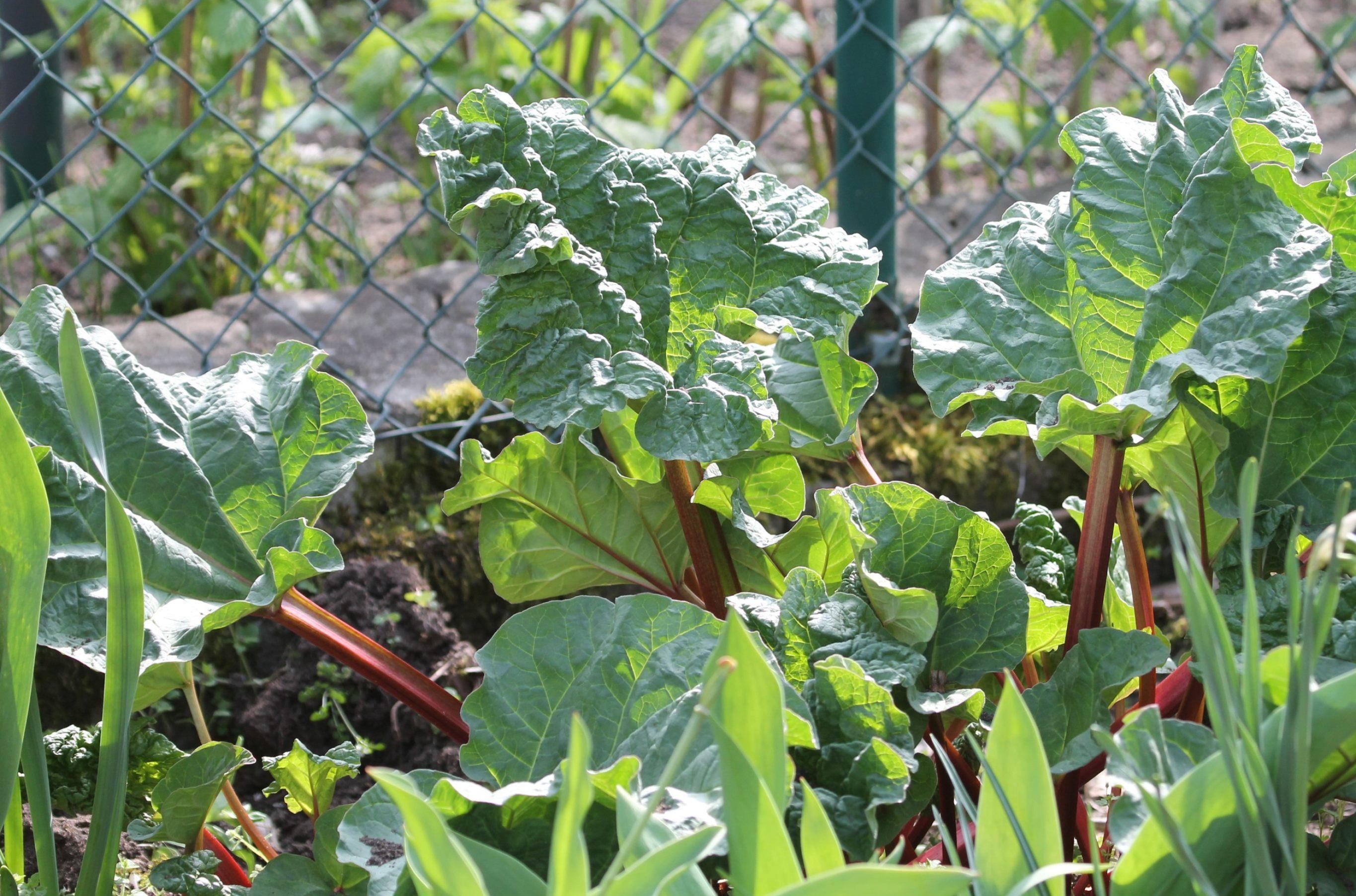 Der blühende und gesunde Garten: Tipps vom Profi