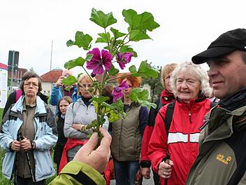 Frieda Funke holt eine Malve vom Feld und erklärt sie ihrer Wandergruppe. Foto: Evi Seeger
