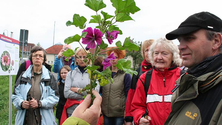Frieda Funke holt eine Malve vom Feld und erklärt sie ihrer Wandergruppe. Foto: Evi Seeger