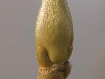 Nahaufnahme der Blütenknospe einer Magnolie. Foto: Jupp Schröder