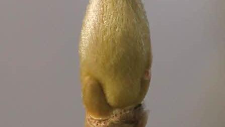 Nahaufnahme der Blütenknospe einer Magnolie. Foto: Jupp Schröder