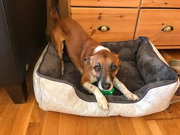 Tierheim Kulmbach hat schrecklichen Verdacht: Was passierte mit Hund Merlin?