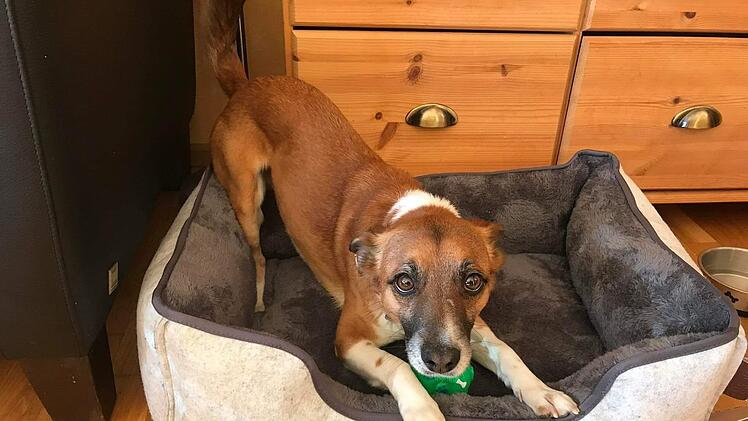 Tierheim Kulmbach hat schrecklichen Verdacht: Was passierte mit Hund Merlin?