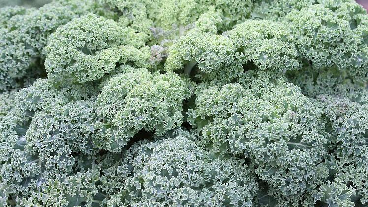 Grünkohl hat einen der höchsten Kalium- und Calciumgehalte so wie viel Vitamin C. Foto: Jupp Schröder