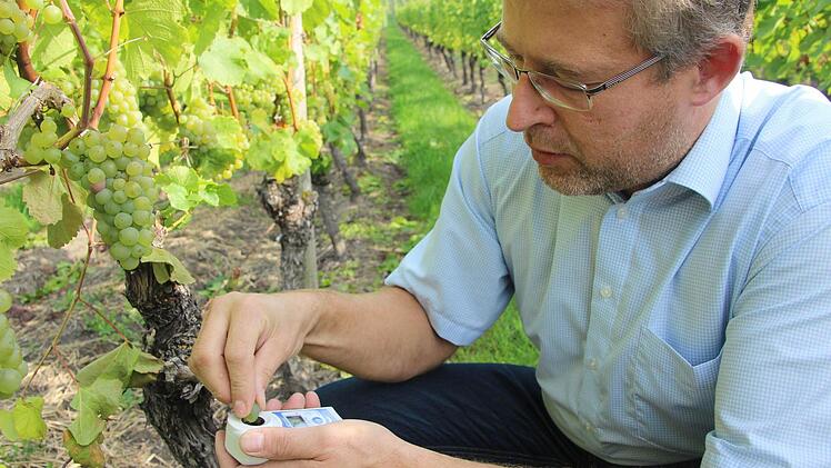 Der Iphöfer Winzer Johannes Arnold bestimmt mit Hilfe eines Refraktometers den Oechslegehalt der Weintrauben. Sein Wunsch: Noch zwei Wochen Sonnenschein. Foto: Ralf Dieter