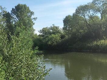 Der Auwald bei Hallstadt ist Teil des Natura-2000-Gebiets Foto: privat
