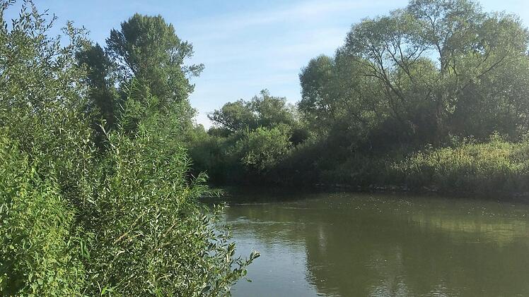 Der Auwald bei Hallstadt ist Teil des Natura-2000-Gebiets Foto: privat