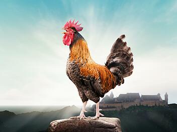 Tierisch wichtig: Das Krähen eines Hahnes sollte als ländliches Kulturgut geschützt werden. Auch im Coburger Land. - Foto: Jess Rodriguez, adobe stock; Montage: Franziska Schäfer
