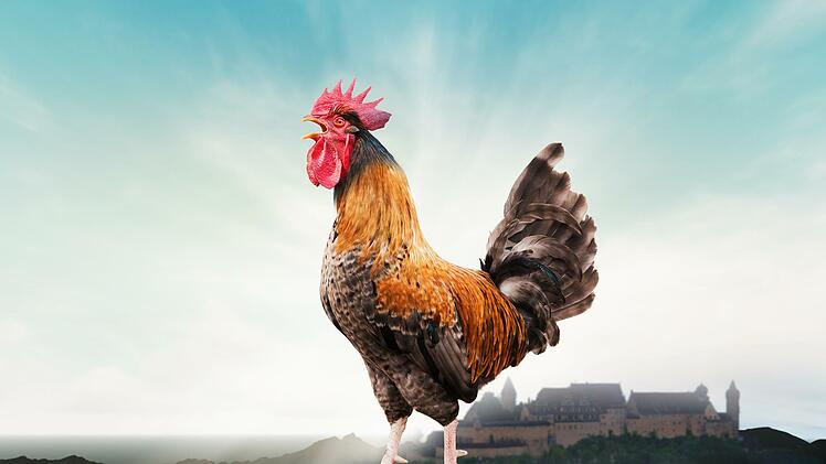 Tierisch wichtig: Das Krähen eines Hahnes sollte als ländliches Kulturgut geschützt werden. Auch im Coburger Land. - Foto: Jess Rodriguez, adobe stock; Montage: Franziska Schäfer
