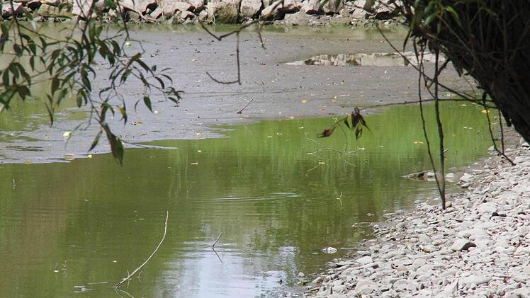 Stellenweise schaut der Teichgrund schon hervor. Foto: Marco Meißner
