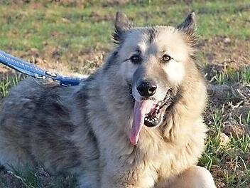 "Schmusebacke" Dana sucht ein neues Zuhause.  Foto: privat