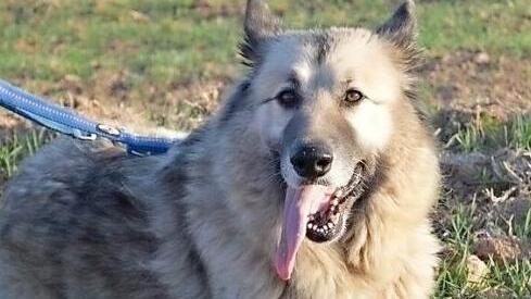 "Schmusebacke" Dana sucht ein neues Zuhause.  Foto: privat