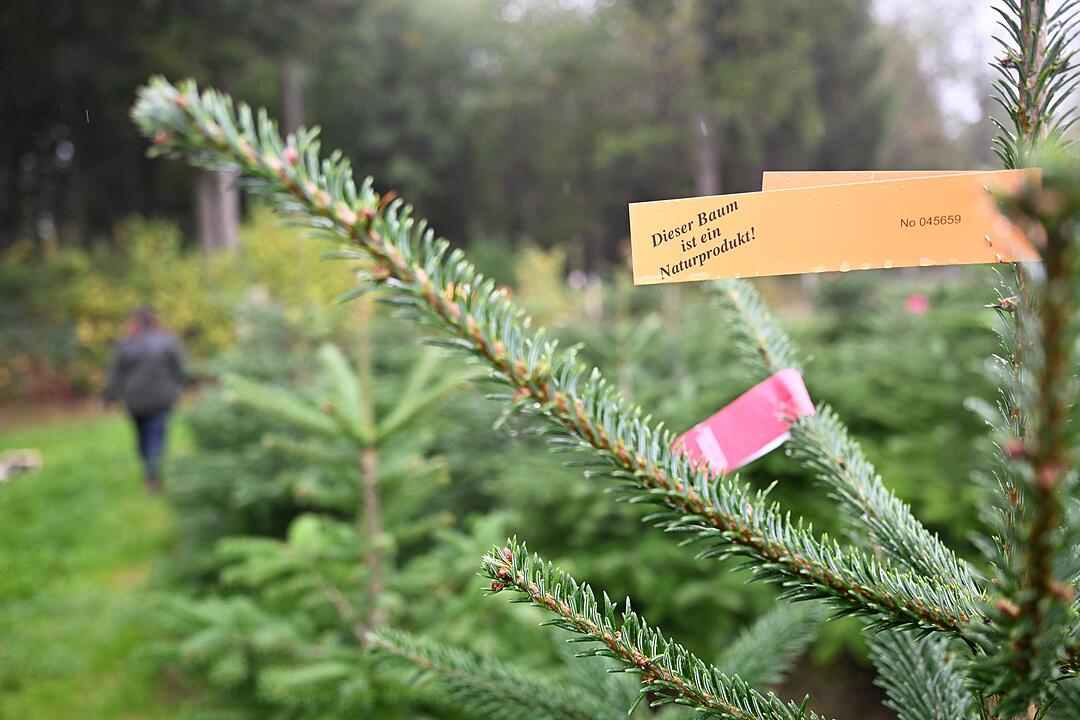 Weihnachtsb&auml;ume vor der Saison