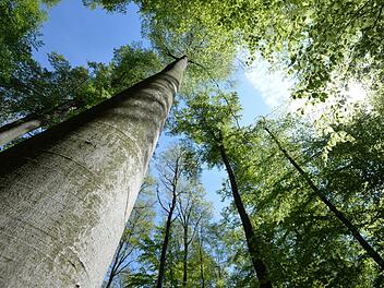 Naturschutz für die alten Steigerwaldbuchen? Die Stadt Bamberg hofft auf  ein Umdenken im Freistaat.  Fotos: Ronald Rinklef