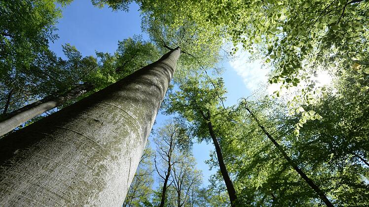 Naturschutz für die alten Steigerwaldbuchen? Die Stadt Bamberg hofft auf  ein Umdenken im Freistaat.  Fotos: Ronald Rinklef