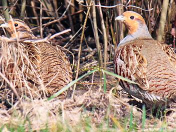 Das Rebhuhn soll sich in den Landkreisen Kronach, Lichtenfels und Coburg bald wieder richtig wohlfühlen. Foto: Ökologische Bildungsstätte