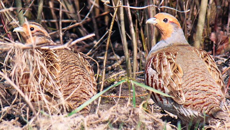 Das Rebhuhn soll sich in den Landkreisen Kronach, Lichtenfels und Coburg bald wieder richtig wohlfühlen. Foto: Ökologische Bildungsstätte