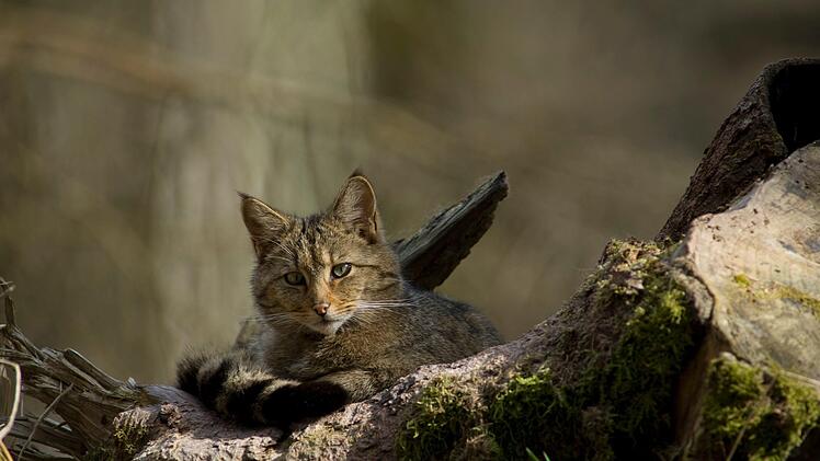 Die Wildkatze sieht der Hauskatze sehr ähnlich. Foto: Thomas Stephan/Bund Naturschutz