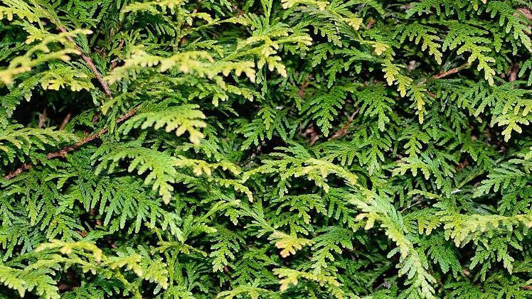 Thuja  Foto: M. Zimmermann, pixabay