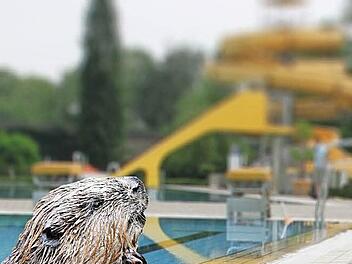 Die Spuren am Baum sind echt, das Bild vom Biber im Schwimmbad nicht.  Grafik: M.Karg