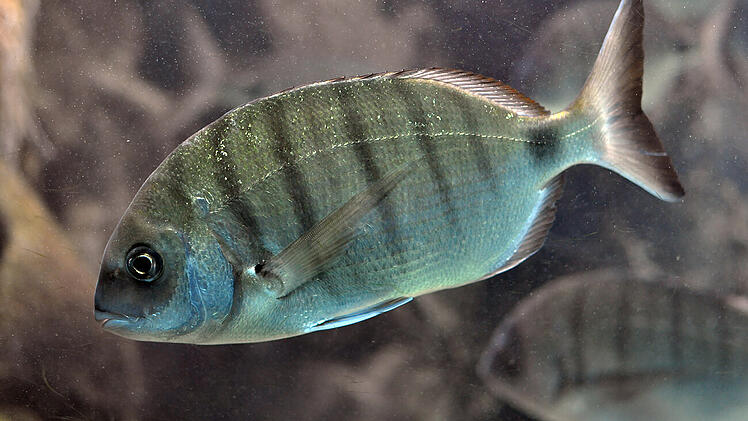 Gei&szlig;brassen bei&szlig;en Touristen auf Mallorca