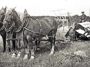 Die Besitzer des Anwesens in Oberpöllitz hatten immer die ersten neuen Landmaschinen. Die historische Aufnahme zeigt wohl Johann Adam Sack bei der Arbeit mit einem der ersten Bindemäher, den drei stattliche Pferde ziehen.