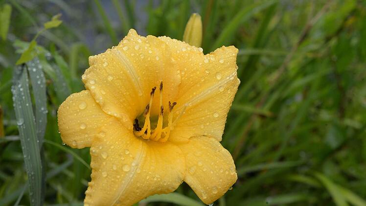 Die neueste Züchtung hat noch keinen Namen. Foto: Ronald Rinklef