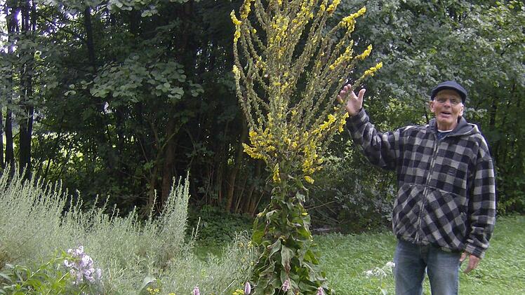 Edgar Hofmann und eine prächtige Königskerze