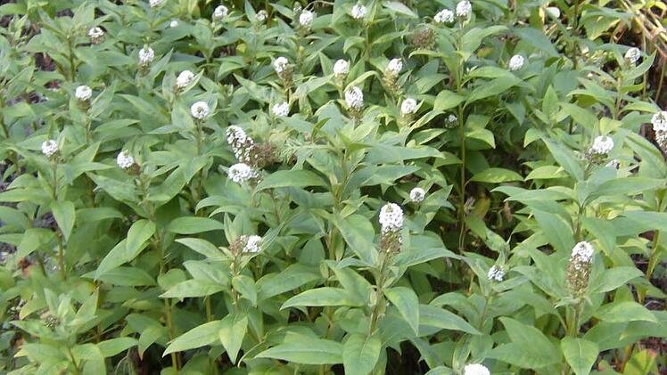 Im Garten der Familie Trautner in Gräfenberg. Foto: Petra Malbrich