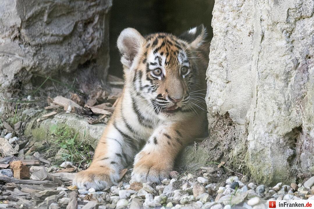 Tigernachwuchs darf ins Freigelände