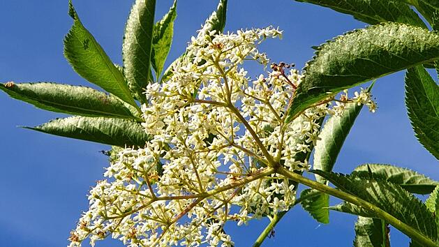 Die Bl&uuml;tendolden des Schwarzen Holunders bestehen aus unz&auml;hligen Einzelbl&uuml;ten. Der einzigartige Geschmack steckt vor allem in den Pollen.
