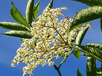 Die Blütendolden des Schwarzen Holunders bestehen aus unzähligen Einzelblüten. Der einzigartige Geschmack steckt vor allem in den Pollen.