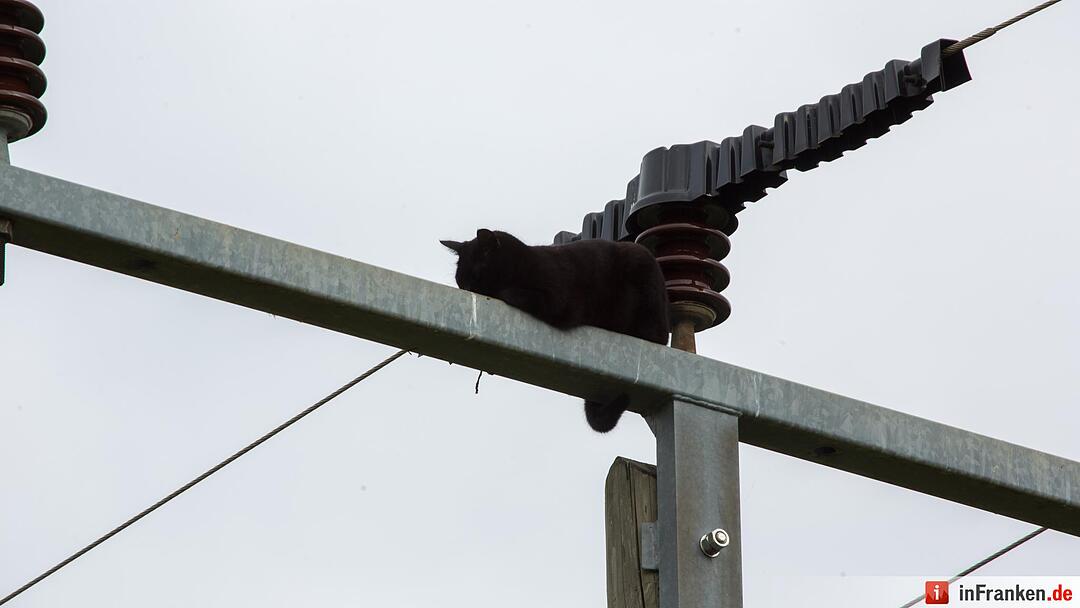Katze Molli löst Feuerwehreinsatz aus