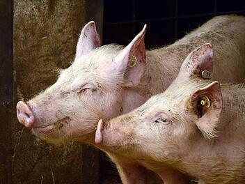 Schweine: Aldi will bis 2030 billiges Fleisch mit geringen Tierhaltungsstandards aus seinem Sortiment nehmen.