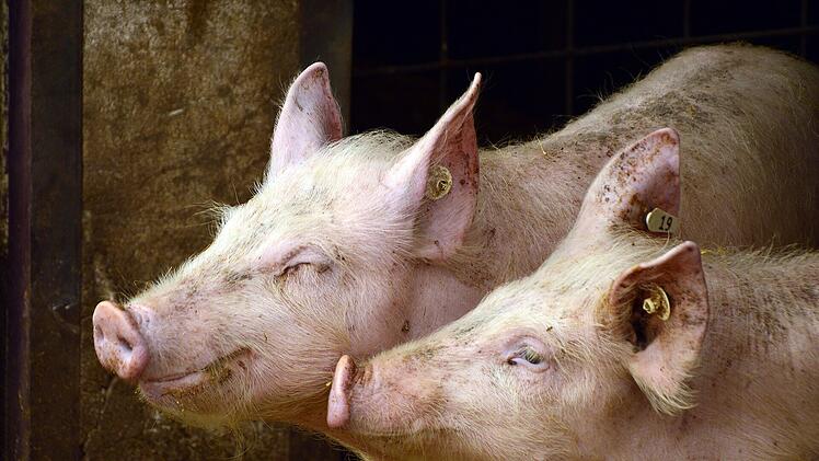 Schweine: Aldi will bis 2030 billiges Fleisch mit geringen Tierhaltungsstandards aus seinem Sortiment nehmen.
